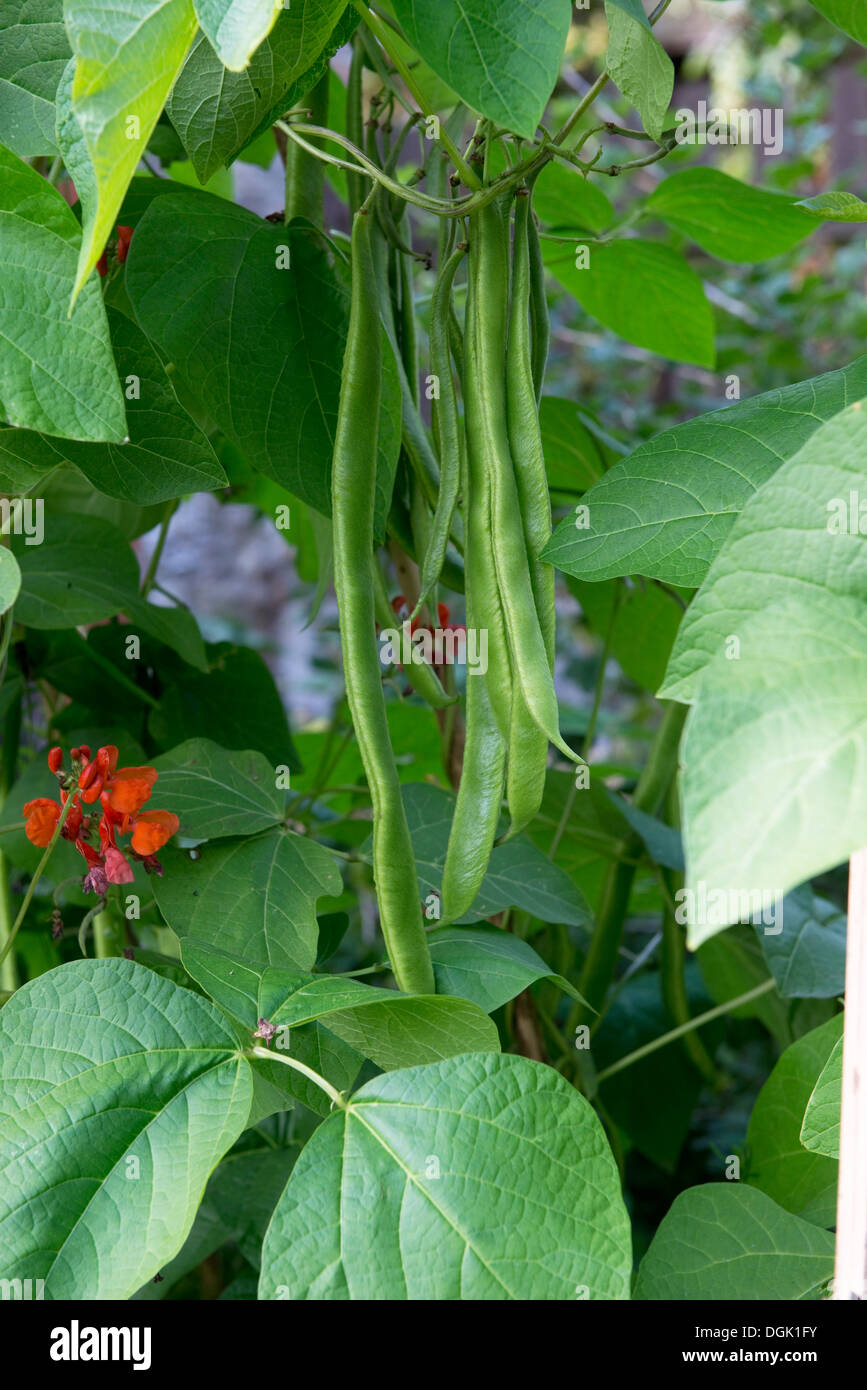Reifen Sie, Stangenbohnen, Phaseolus Coccineus, Hülsen und Blumen im Garten Hülsenfrucht Stockfoto