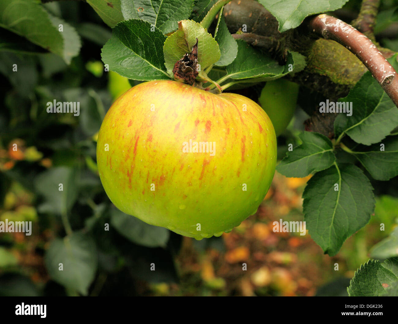 Apple "Bramley Sämling', Sy"Bramley", Malus Domestica Äpfel verschiedene Sorten wachsen auf Baum Stockfoto