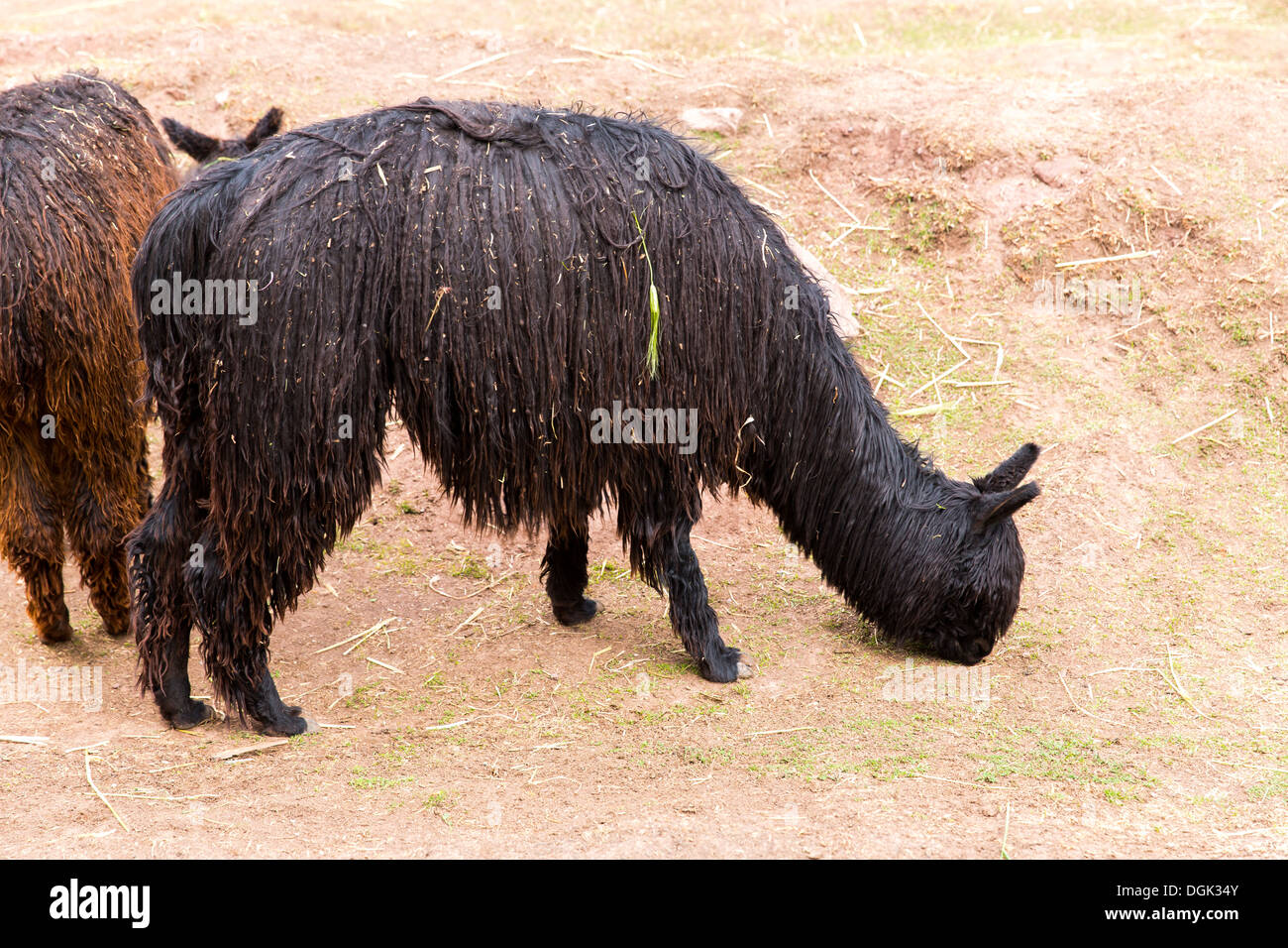 Peruanische Alpaka. Bauernhof Lama, Alpaka, Vikunja in Peru, Südamerika. Anden-Tier. Alpaka ist südamerikanischen Kameliden Stockfoto