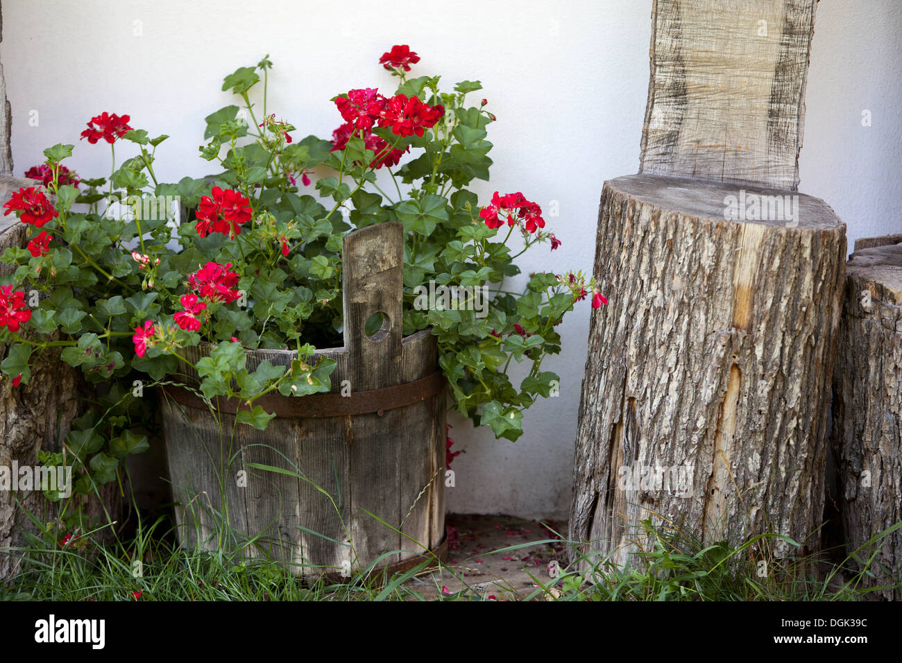Rote Geranien Gartenblumen Tschechische Republik, Europa Stockfoto