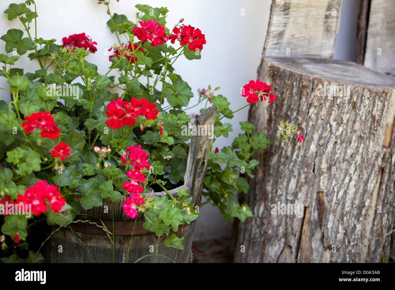 Rote Geranien Gartenblumen Tschechische Republik, Europa Stockfoto