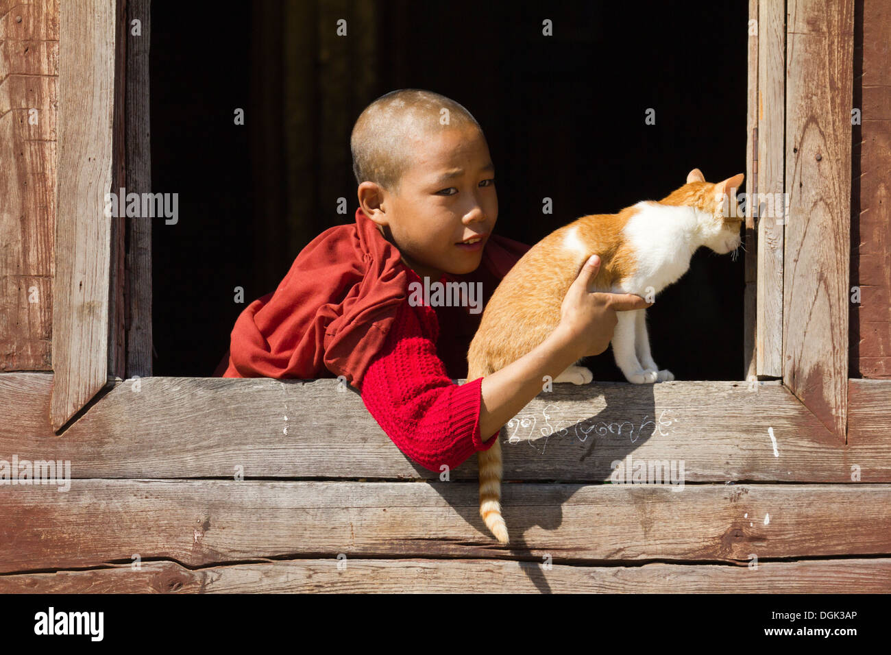 Ein junger Mönch spielt mit einer Katze in Shwe Yaunghwe Kyaung Kloster in der Nähe von Lake Inle in Myanmar. Stockfoto