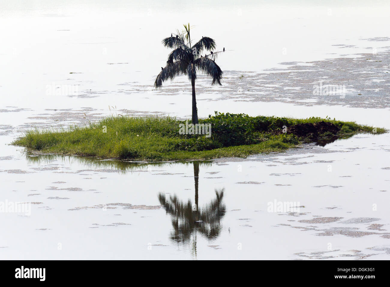 Eine einsame Palme auf einer winzigen Insel, Lake Inya in Yangon in Myanmar. Stockfoto