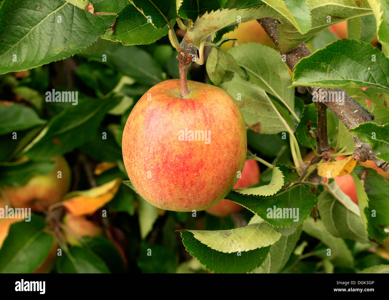 Apple "Goldene Krone", Malus Domestica Äpfel verschiedene Sorten wachsen auf Baum Stockfoto