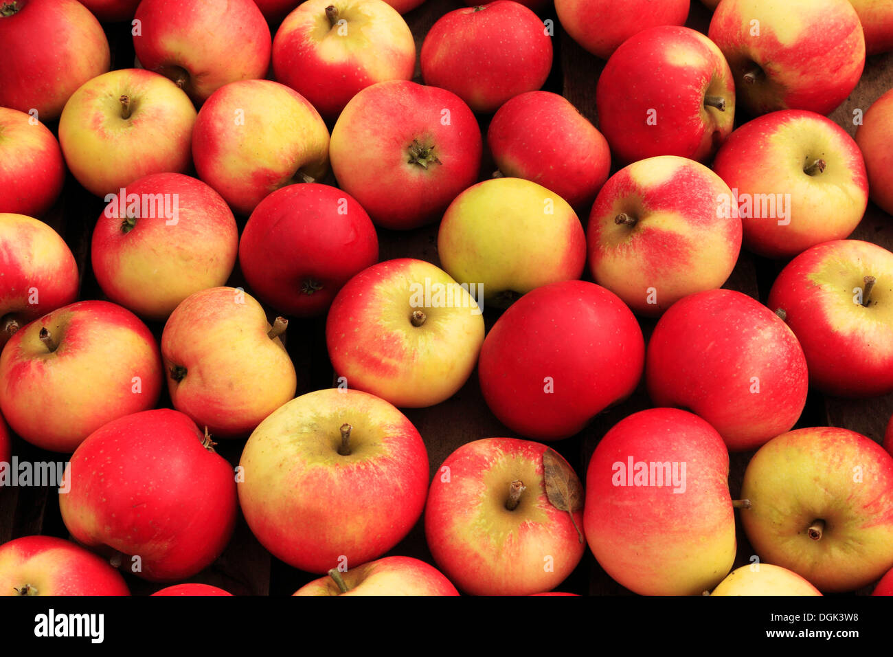 Apfel 'Entdeckung', Malus Domestica, anzeigen Äpfel verschiedene Sorten im Hofladen Stockfoto