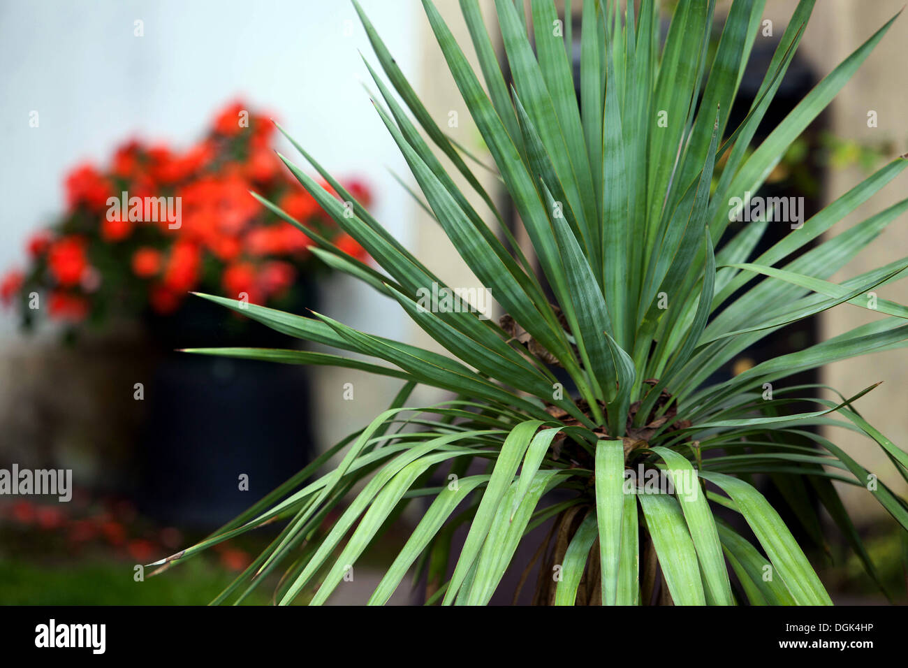 Yucca Leaf Garden verlässt, Tschechische Republik, Europa Stockfoto