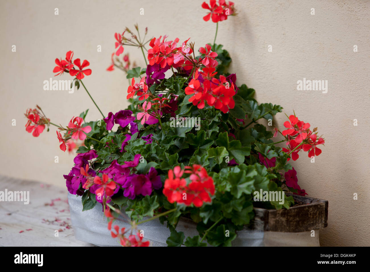 Rote Gartengeraniumblüten, Tschechische Republik, Europa Pelargonium Stockfoto