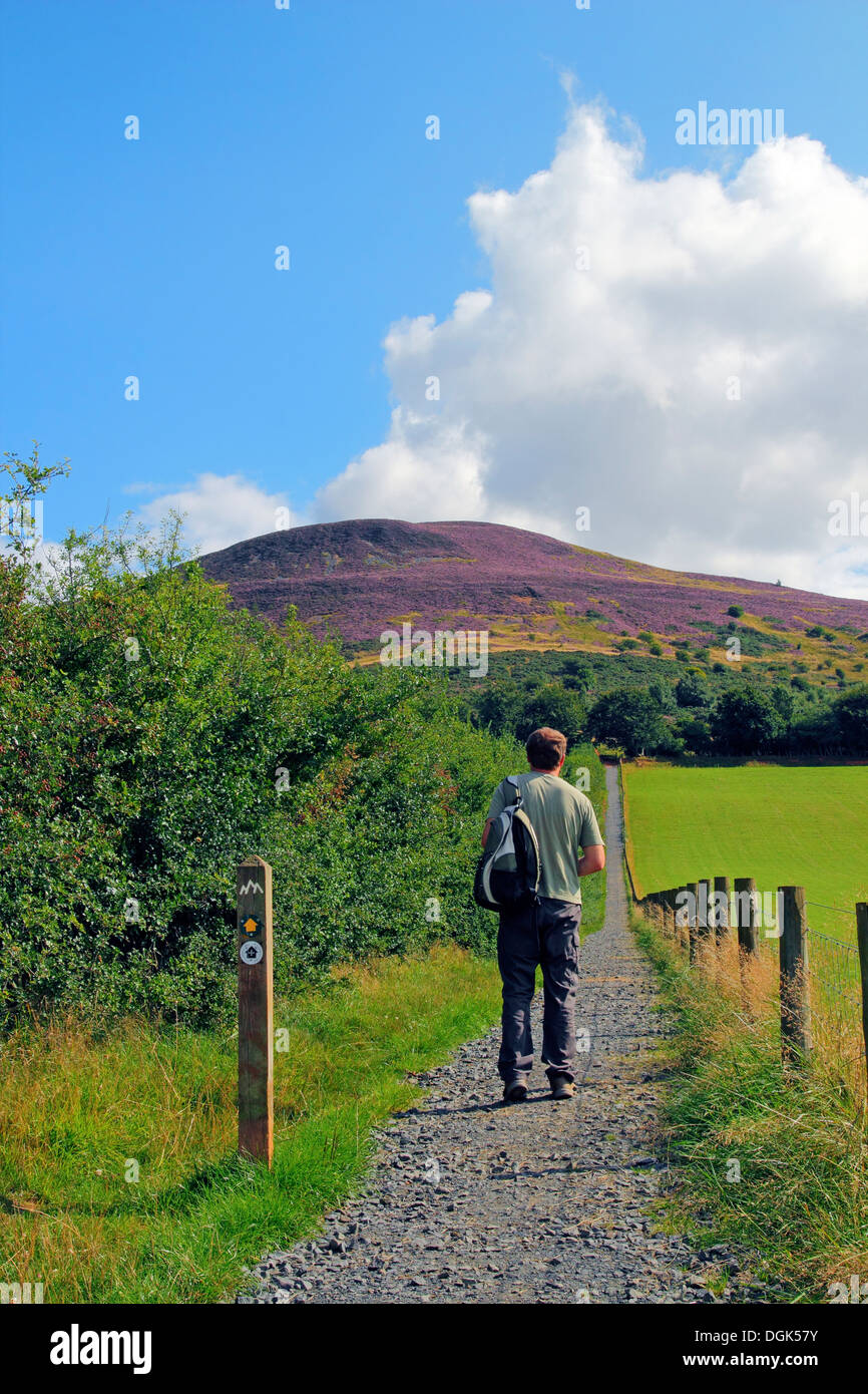 Caucasain Mann zu Fuß die St. Cuthbert's Weg zum Eildon Hills, Grenzen, Schottland, UK-Modell veröffentlicht Stockfoto