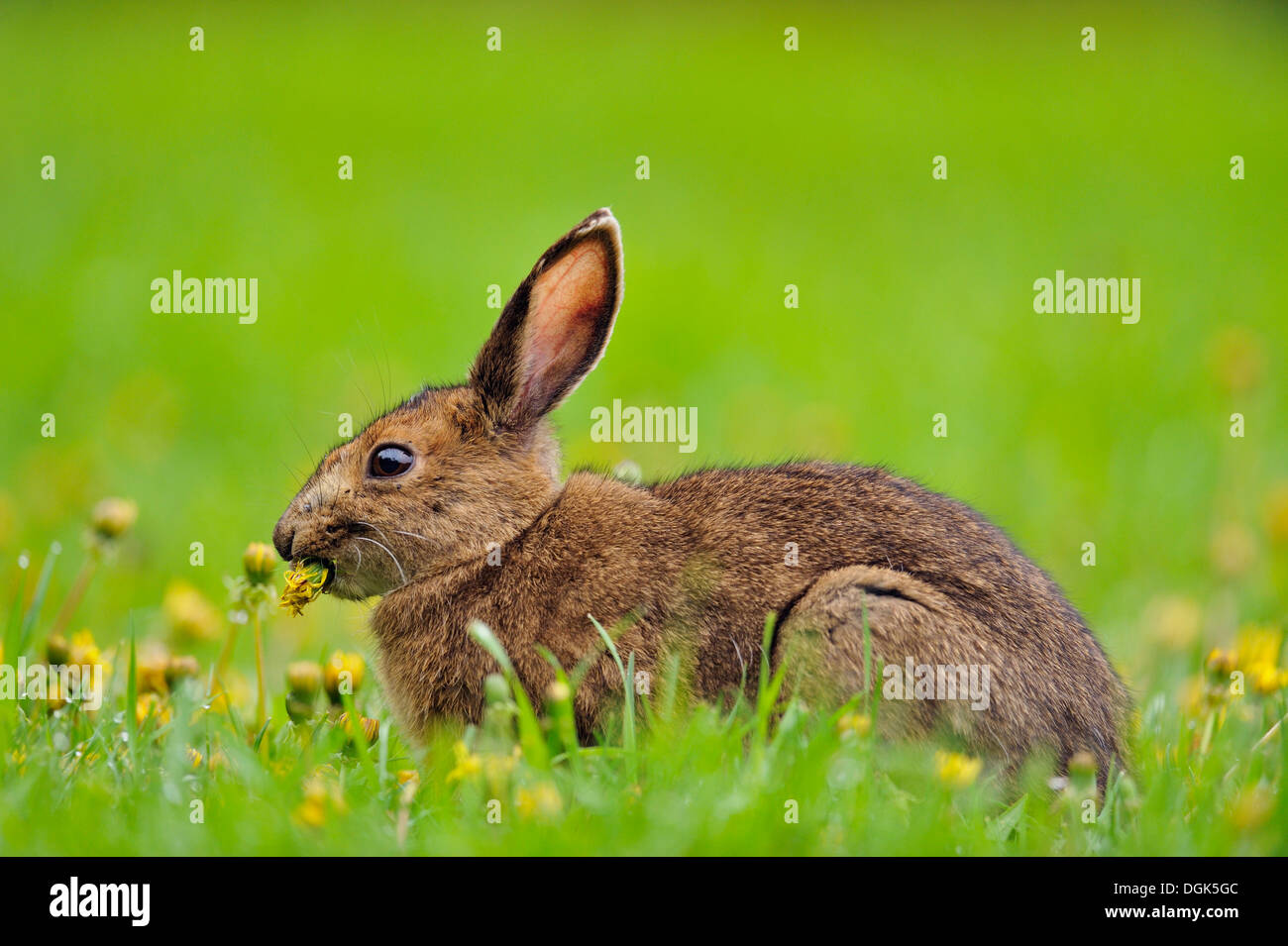 Unterschiedliche Hase, snowshoe Hare (Lepus americanus), Essen Löwenzahn, grössere Sudbury, Ontario, Kanada Stockfoto