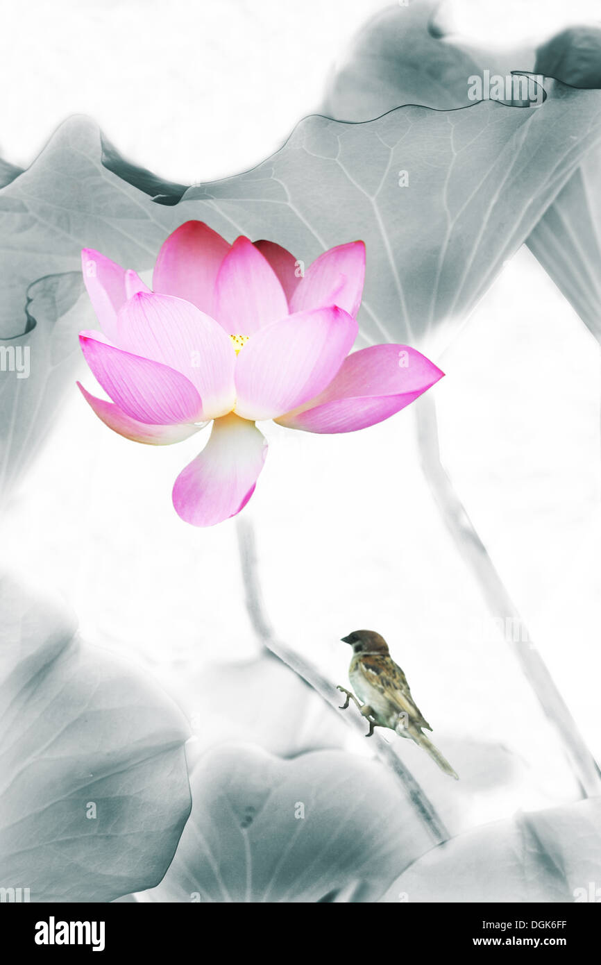 Rosa Lotusblume und Vogel Stockfoto