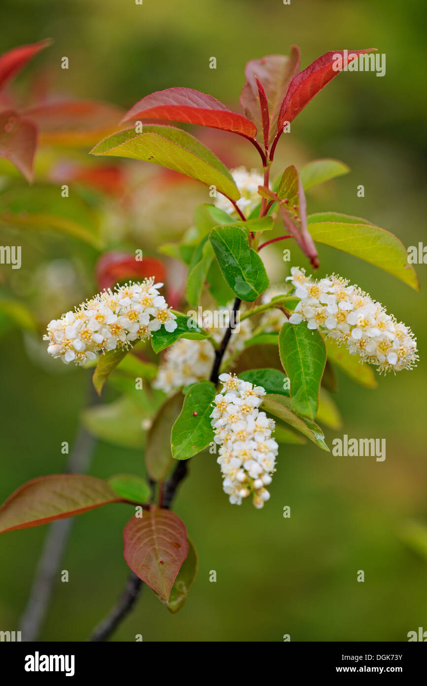 Chokecherry (Prunus Virginiana) Blütenstände grössere Sudbury, Ontario, Kanada Stockfoto