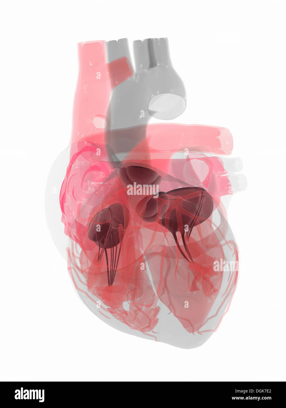 Transparente Menschenherz zeigt vier Herzklappen Stockfoto