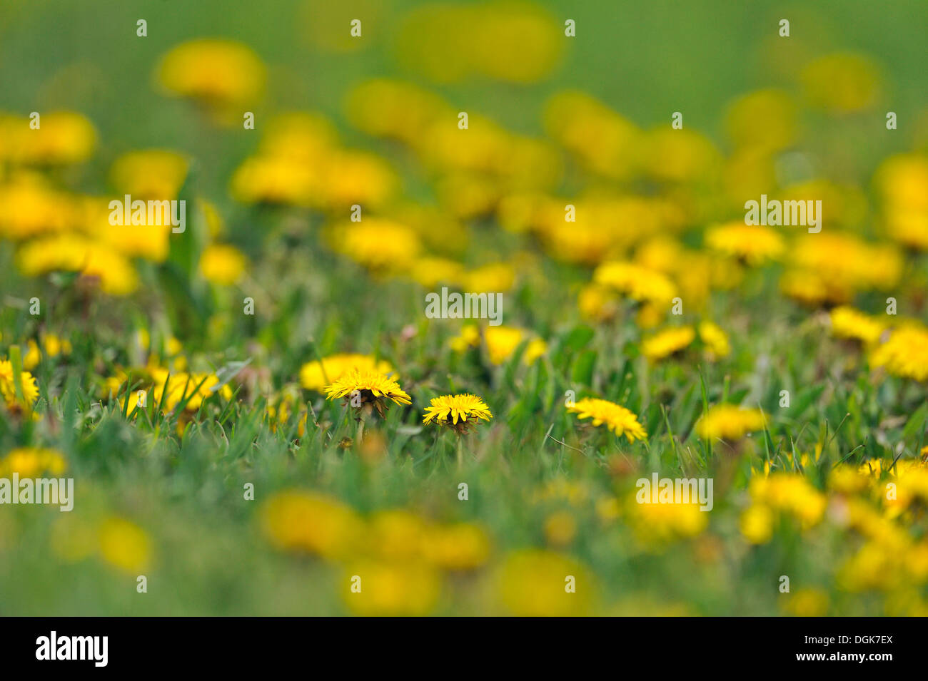 Löwenzahn (Taraxacum officinale) rasen Befall grössere Sudbury, Ontario, Kanada Stockfoto