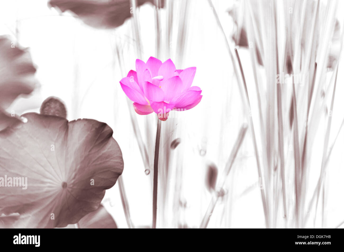 Rosa Lotusblume Stockfoto