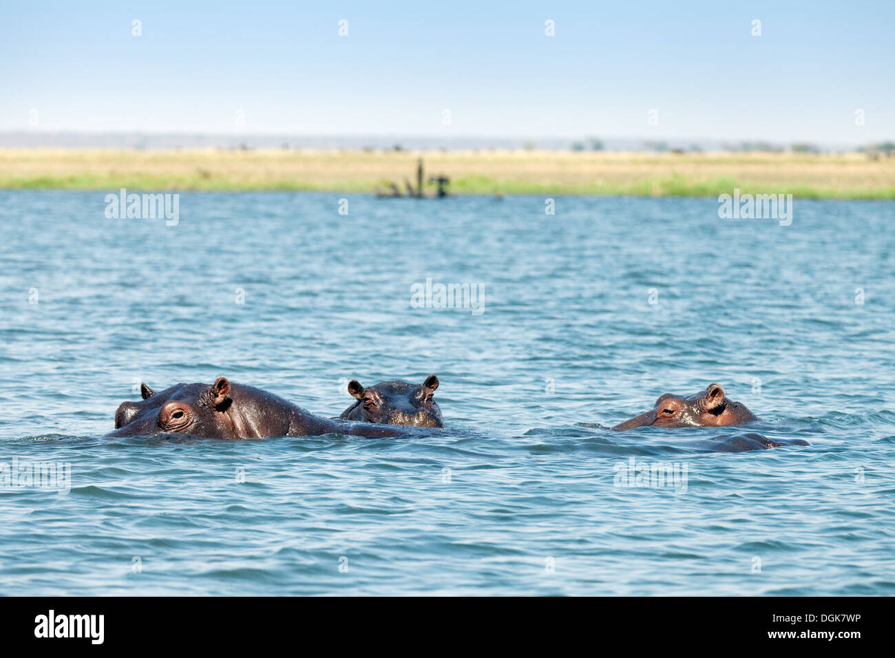 Flusspferde (Hippopotamus Amphibius) Schwimmen im Chobe Fluss, Chobe Nationalpark, Botswana, Afrika Stockfoto