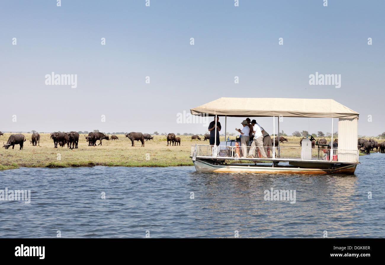 Touristen am Chobe Fluss Kreuzfahrt Blick auf eine Herde Büffel, Chobe Nationalpark, Botswana Afrika safari Stockfoto