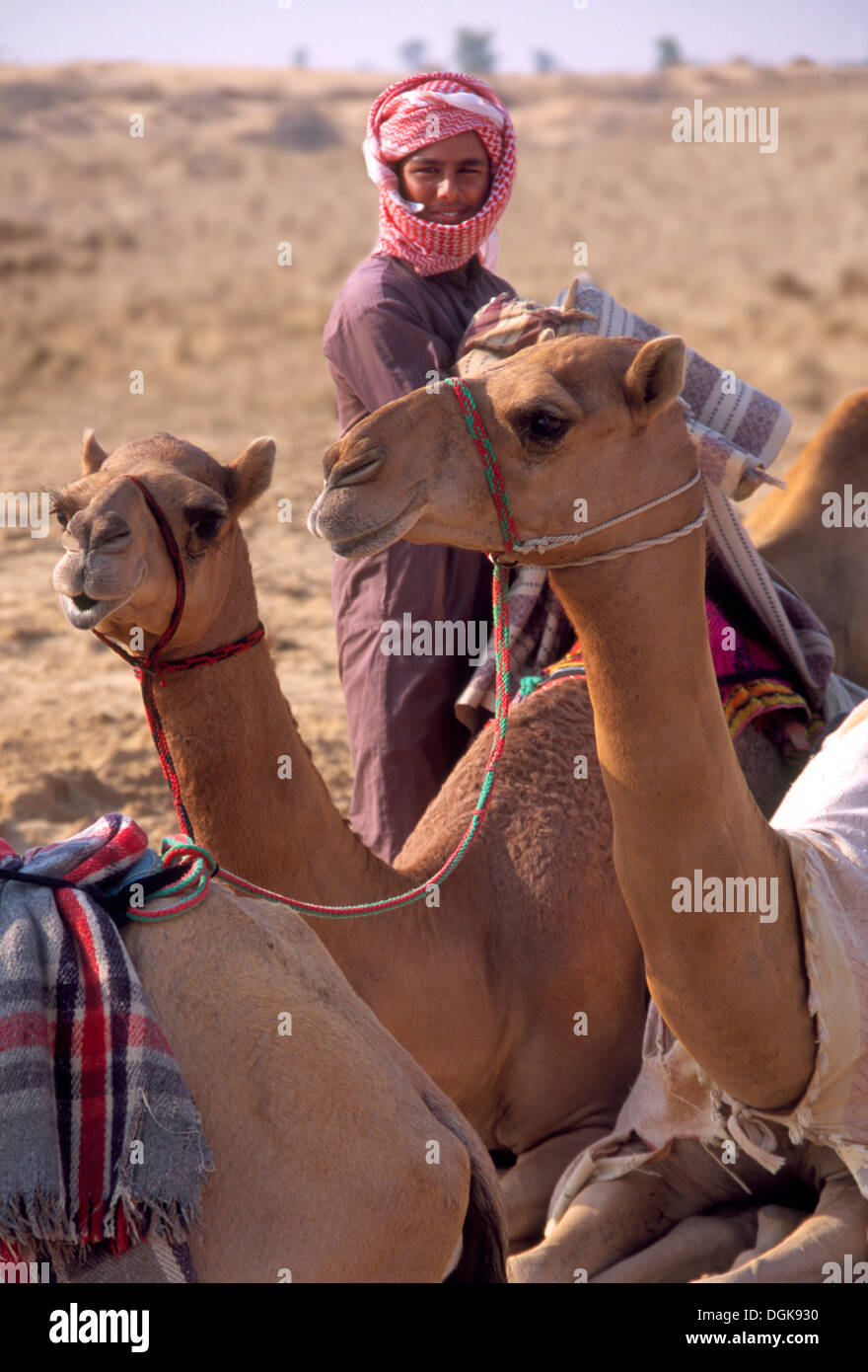 Ein Junge neigt dazu, die Kamele auf Al Marmoum Racetrack. Stockfoto