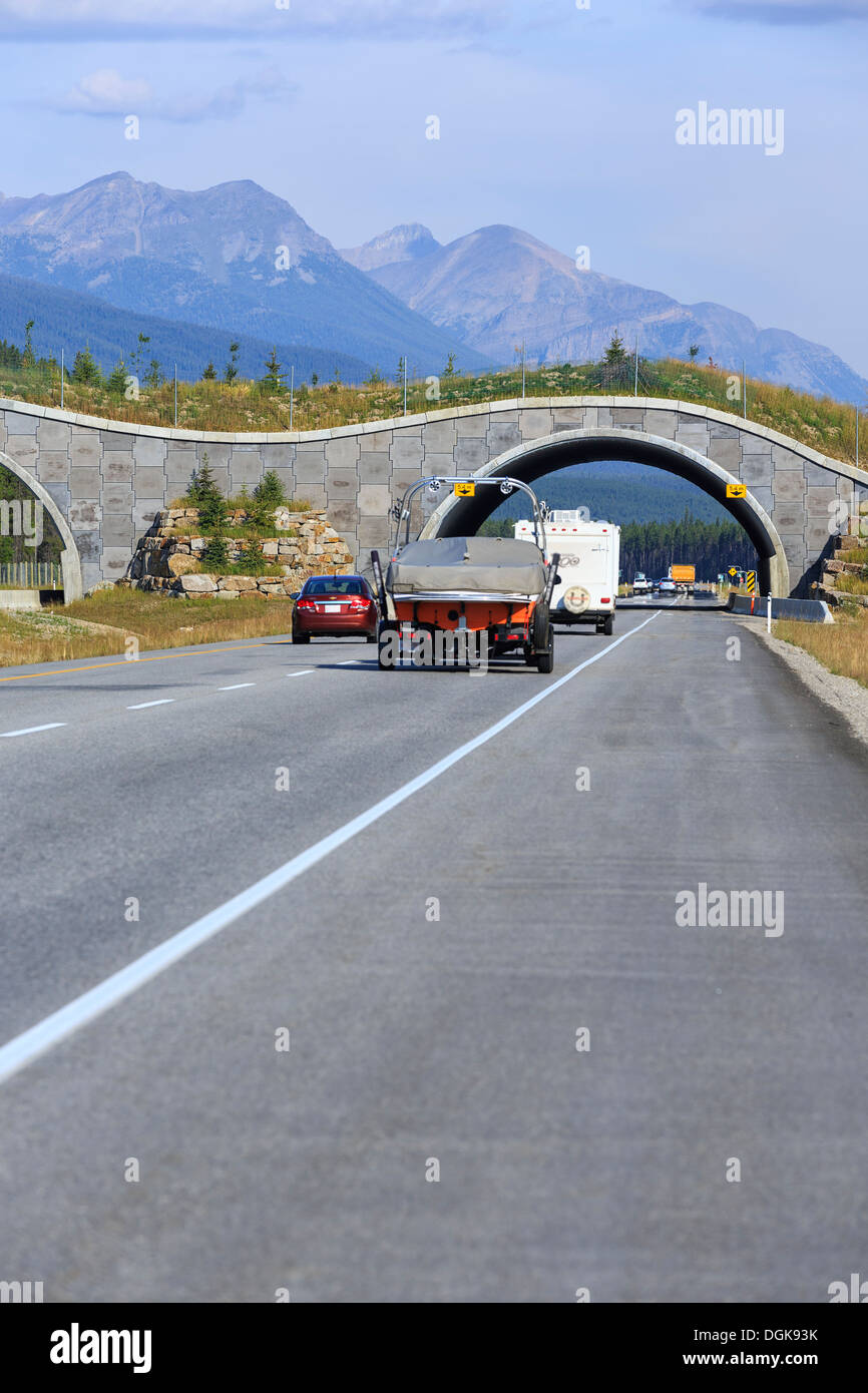 Wildlife Überführung des Trans-Canada Highway, Banff National Park, Alberta, Kanada überqueren Stockfoto