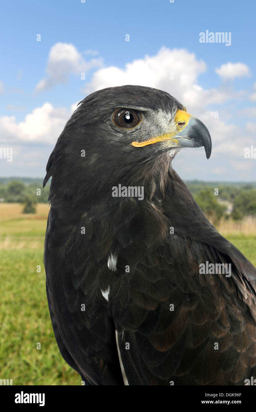 Porträt des Falken im Freien im Höhenplan Stockfoto