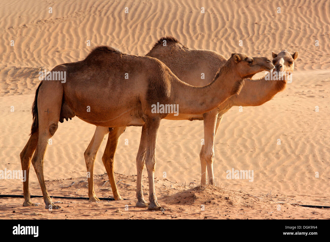 Kamele in der Wüste von Dubai. Stockfoto