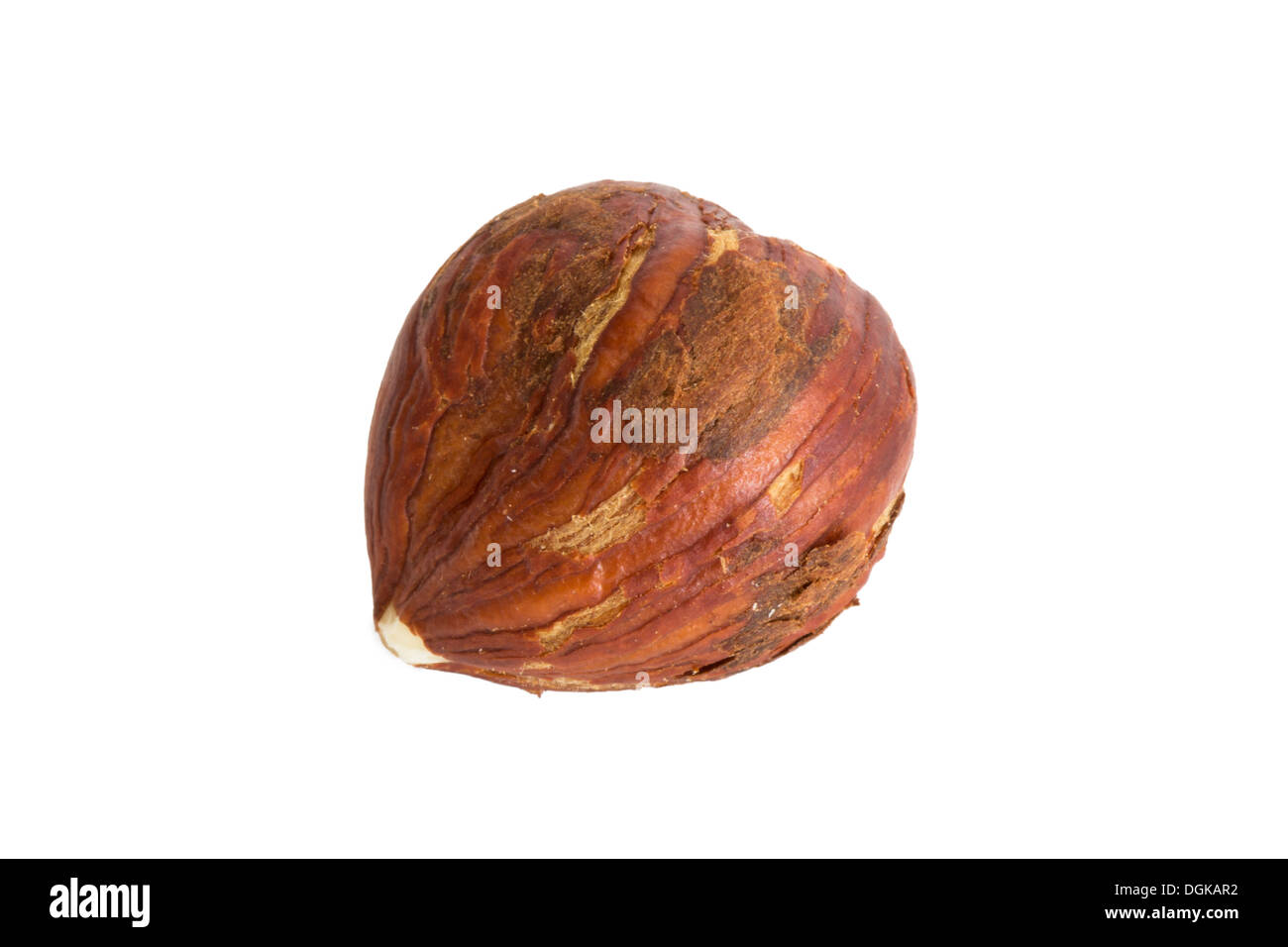 Nahaufnahme einer Haselnuss-Erdnuss isoliert auf weißem Hintergrund Stockfoto