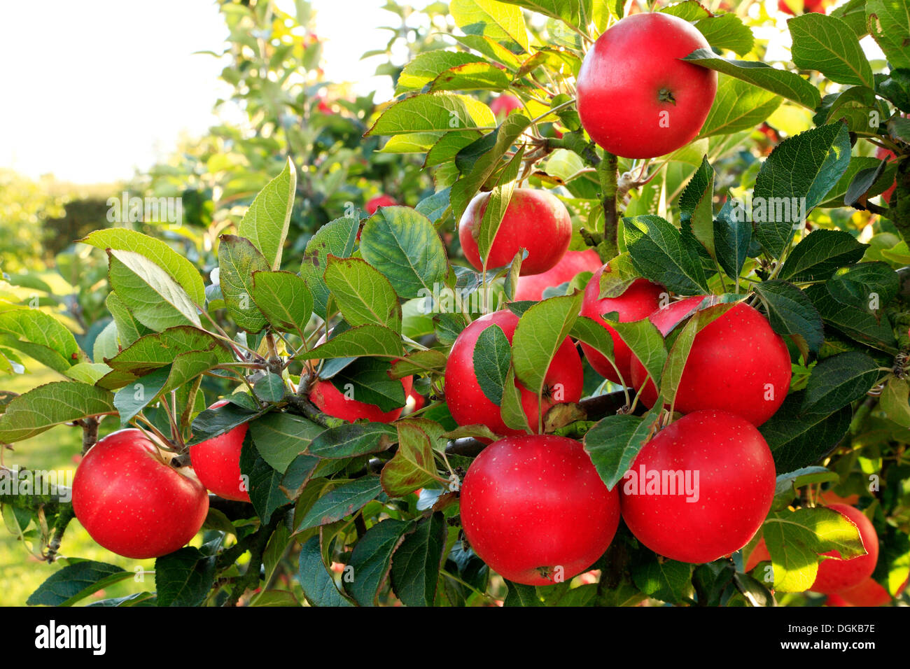 Apfel 'Entdeckung' Malus Domestica, rote Äpfel, benannt verschiedene Sorten wachsen auf Baum Stockfoto