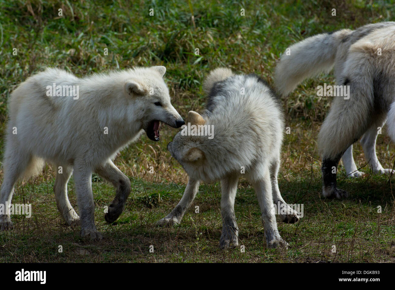 Wolfsjunge spielen. Stockfoto