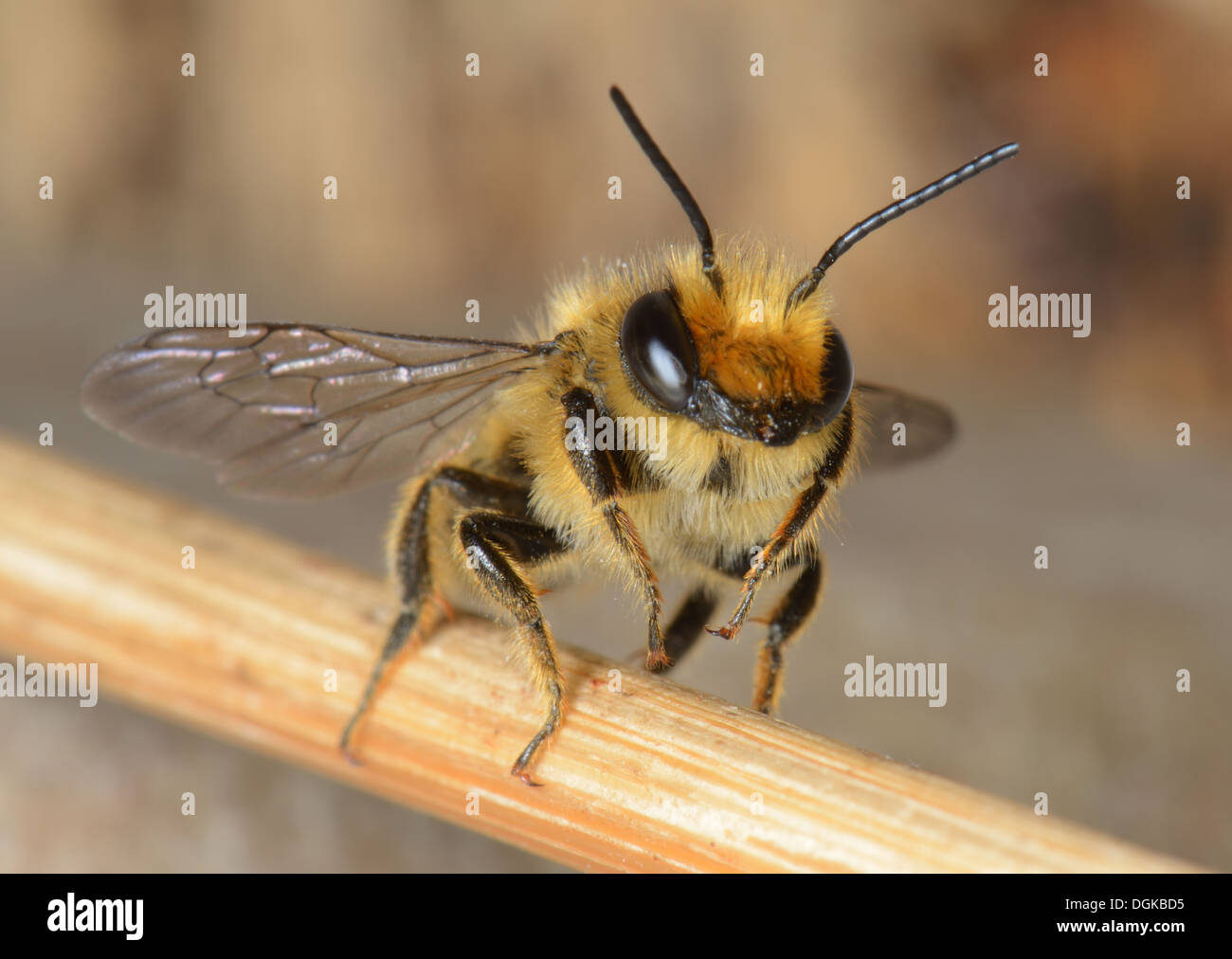 Nahaufnahme einer Biene auf einem Stick, Essex, UK Stockfoto