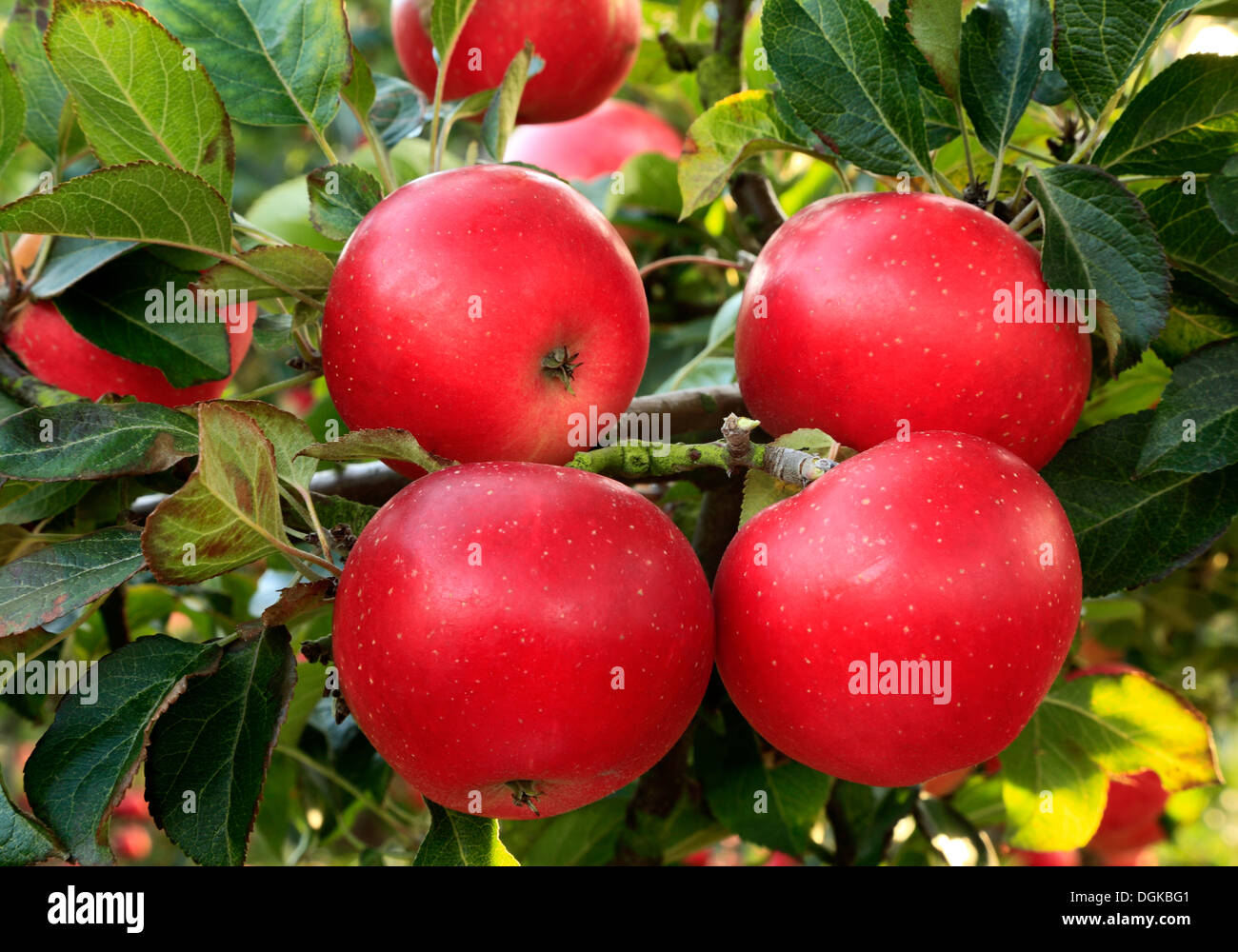 Apfel 'Entdeckung' Malus Domestica, rote Äpfel, benannt verschiedene Sorten wachsen auf Baum Stockfoto