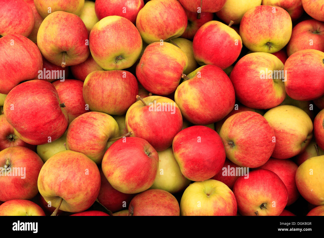 Apfel 'Elstar' im Bauernhof Schaufenster, nahm geernteten Äpfel Tablett Stockfoto