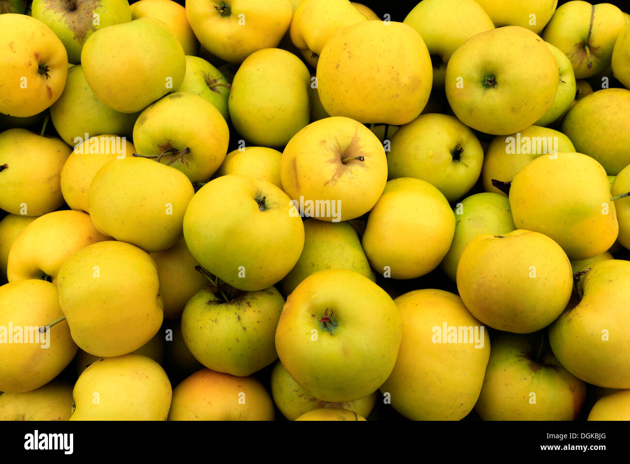 Apple "Greensleeves" Bauernhof-Schaufenster, nahm geernteten Äpfel Tablett Stockfoto