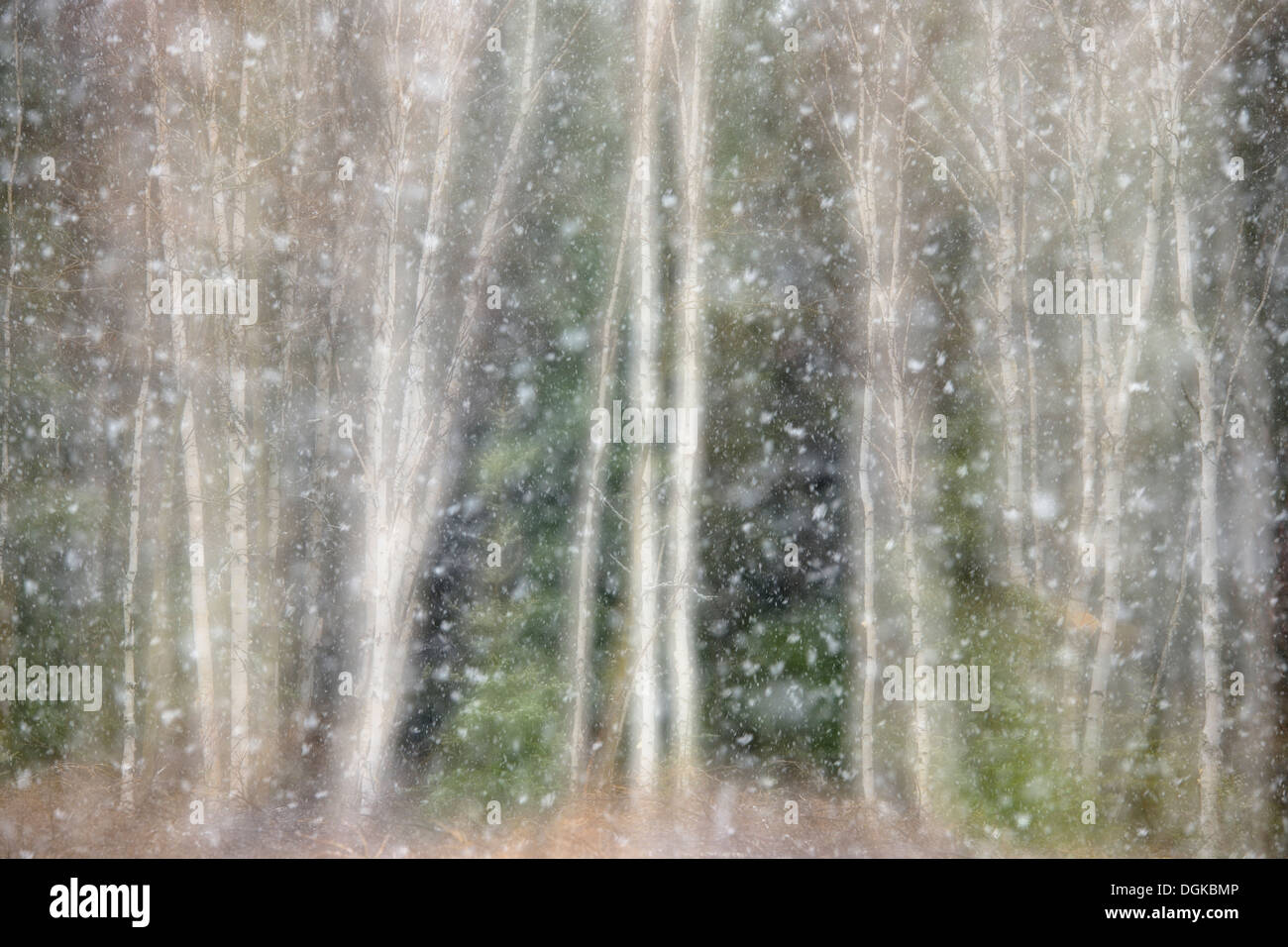 Zeitigen Frühjahr Schneesturm und Wald Bäume Birke und Fichte Greater Sudbury Ontario Kanada Stockfoto