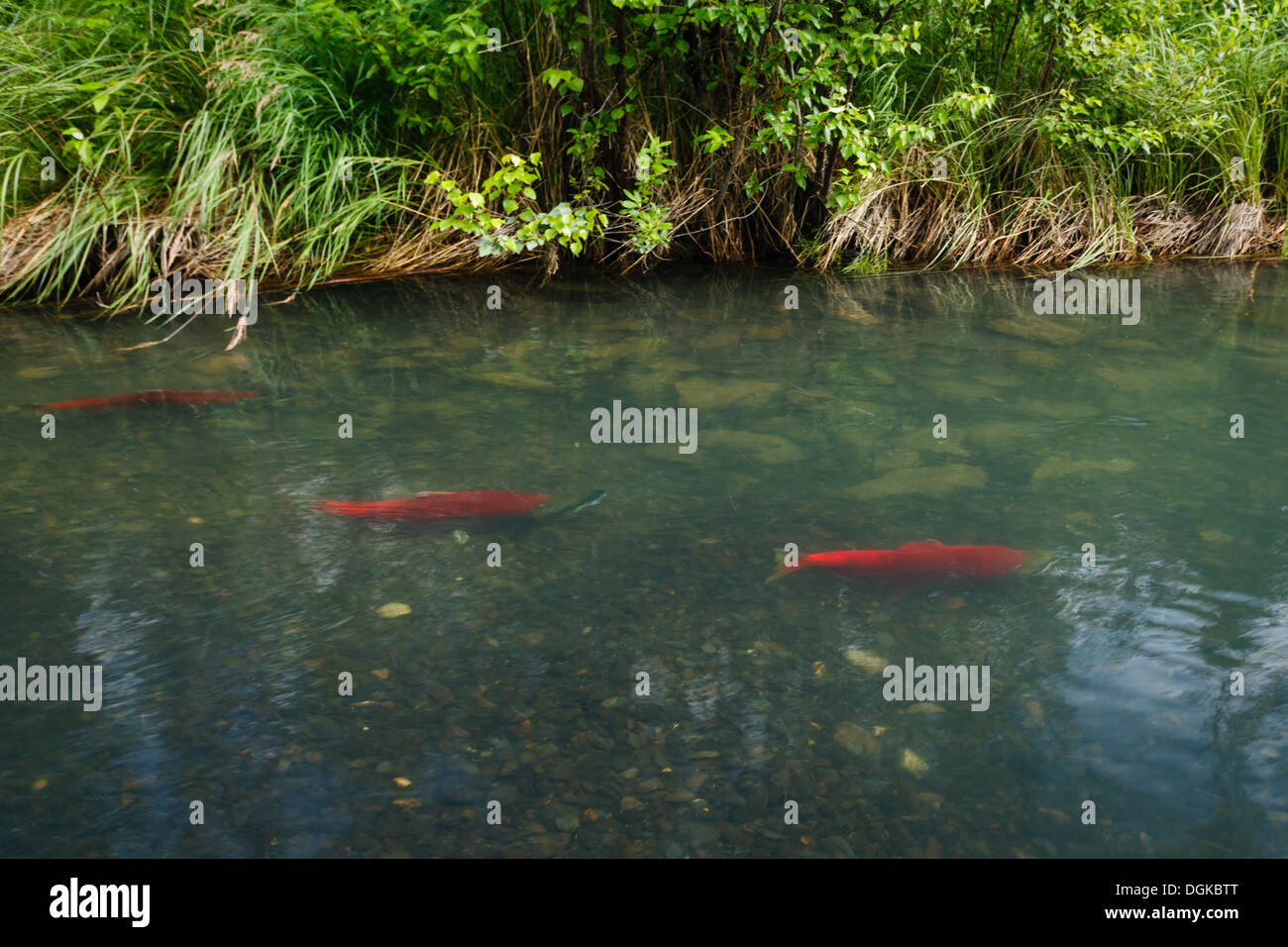 Drei leuchtend orangene Lachsfische schwimmen im flachen Wasser flussaufwärts Stockfoto