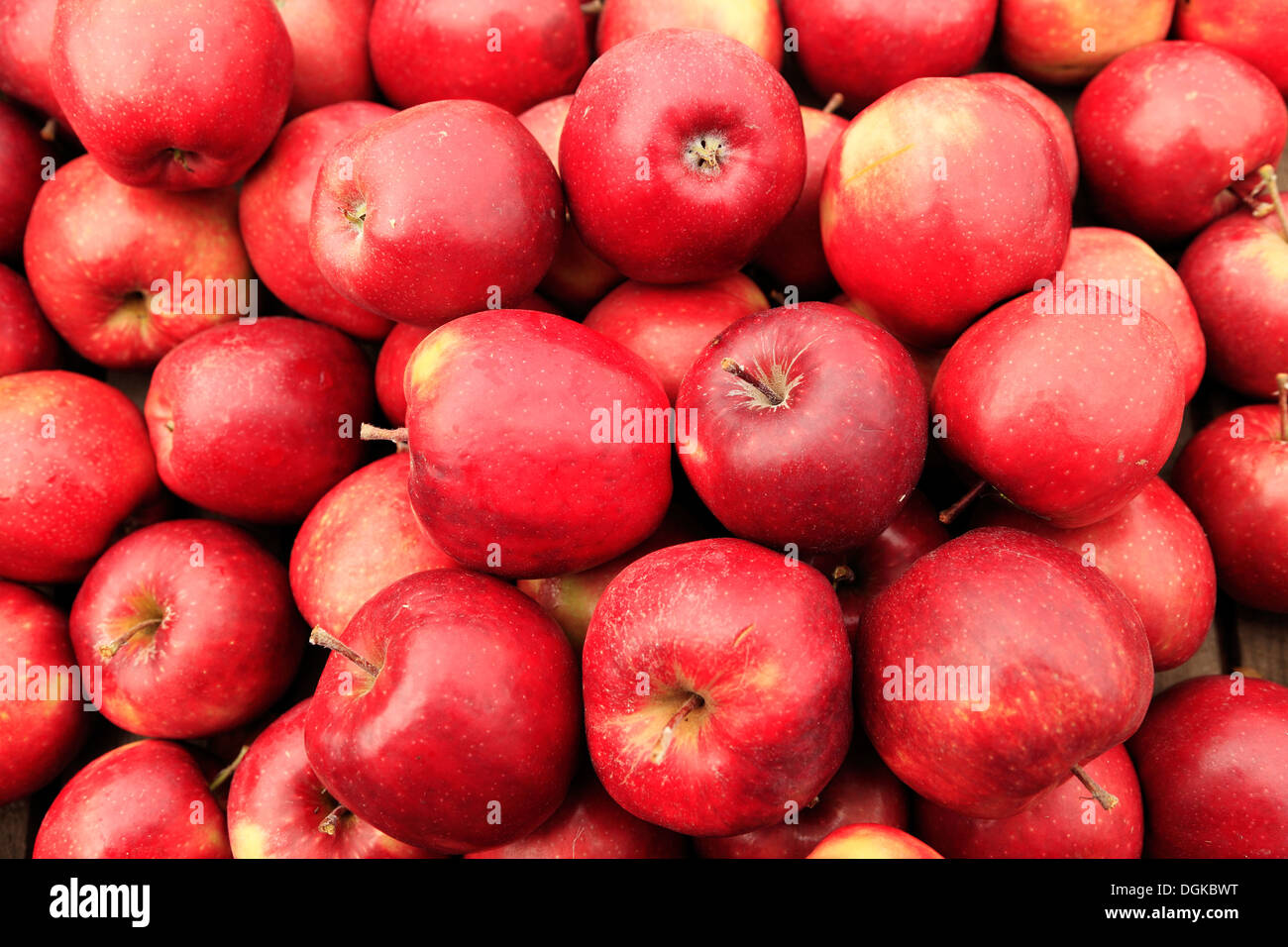 Apple "Jona Red", Bauernhof-Schaufenster, nahm geernteten Äpfel Tablett, verschiedene Sorten benannt Stockfoto
