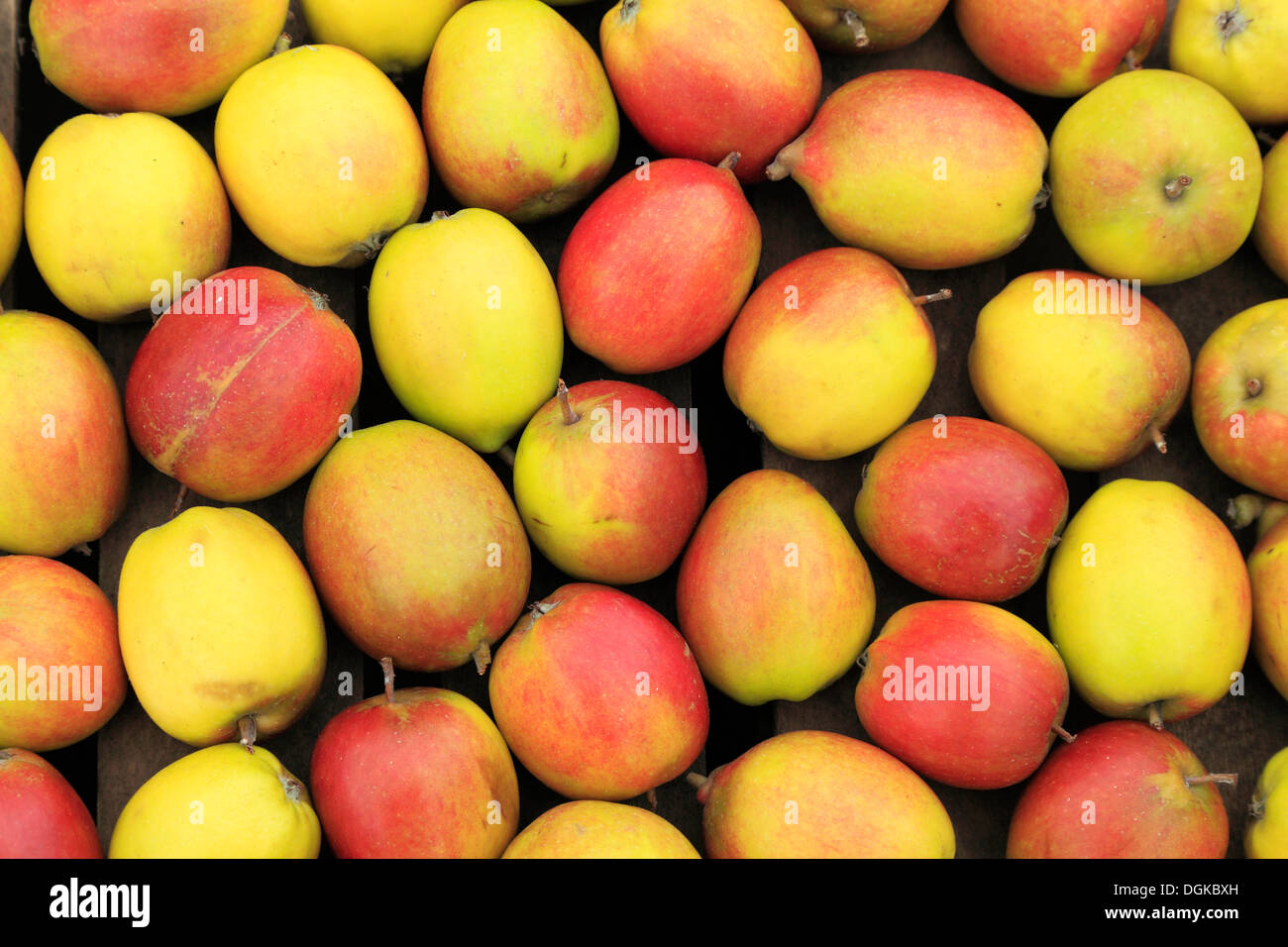 Apple "Eiche Pin" in Hof-Schaufenster, nahm geernteten Äpfel Fach namens verschiedene Sorten Stockfoto