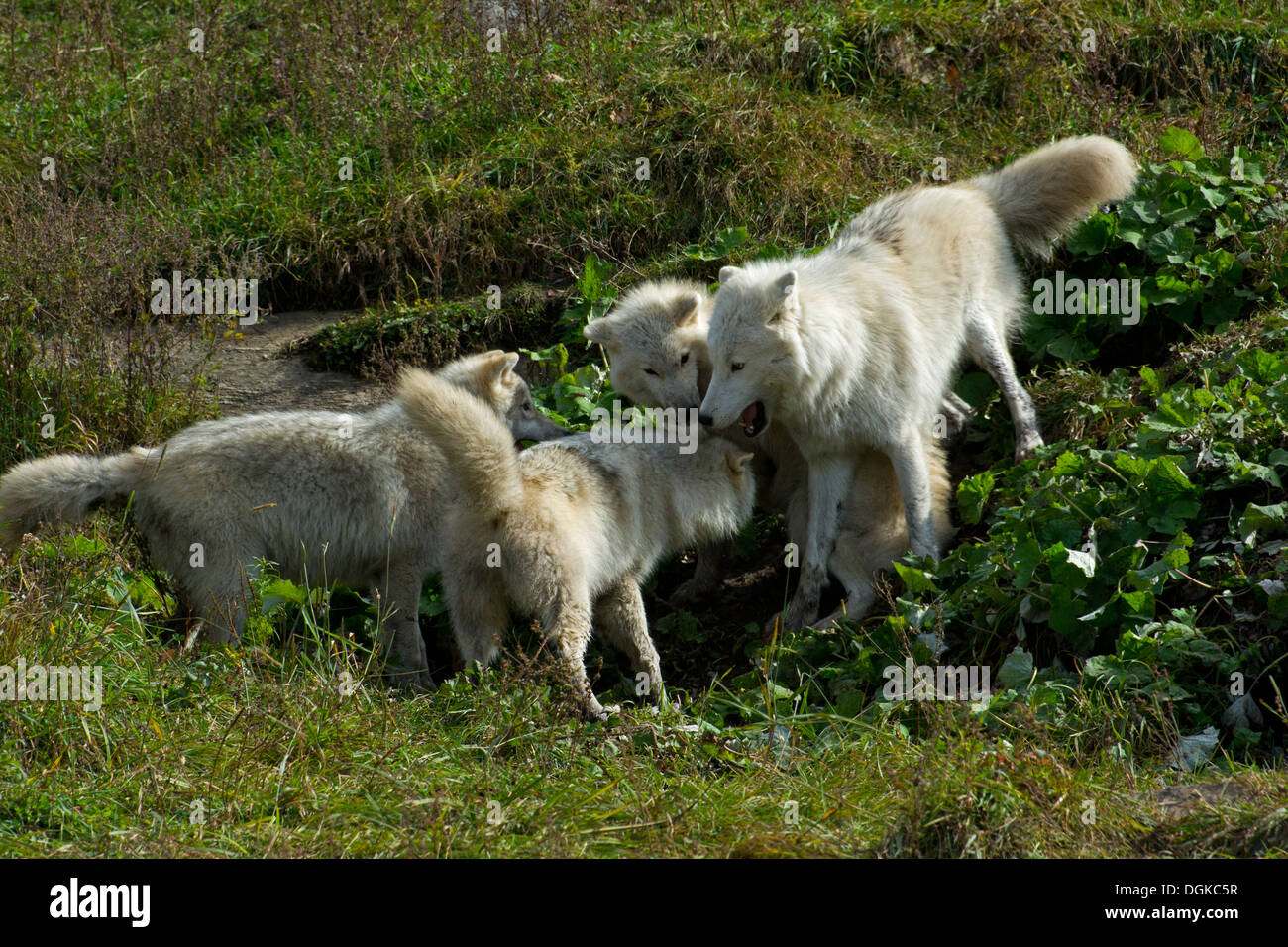 Wolfsjunge spielen. Stockfoto