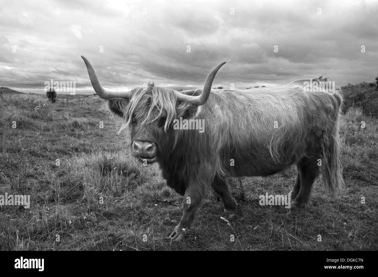 Bull am Drudrige Pools Northumberland Stockfoto