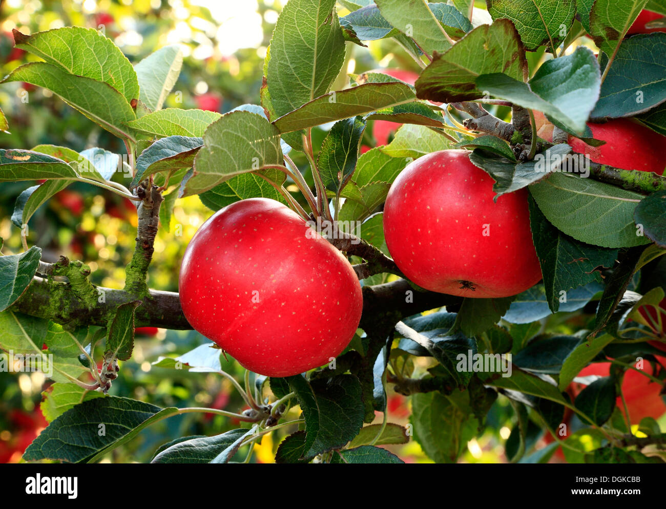 Apfel 'Entdeckung' Malus Domestica, Äpfel, benannt verschiedene Sorten wachsen auf Baum Stockfoto