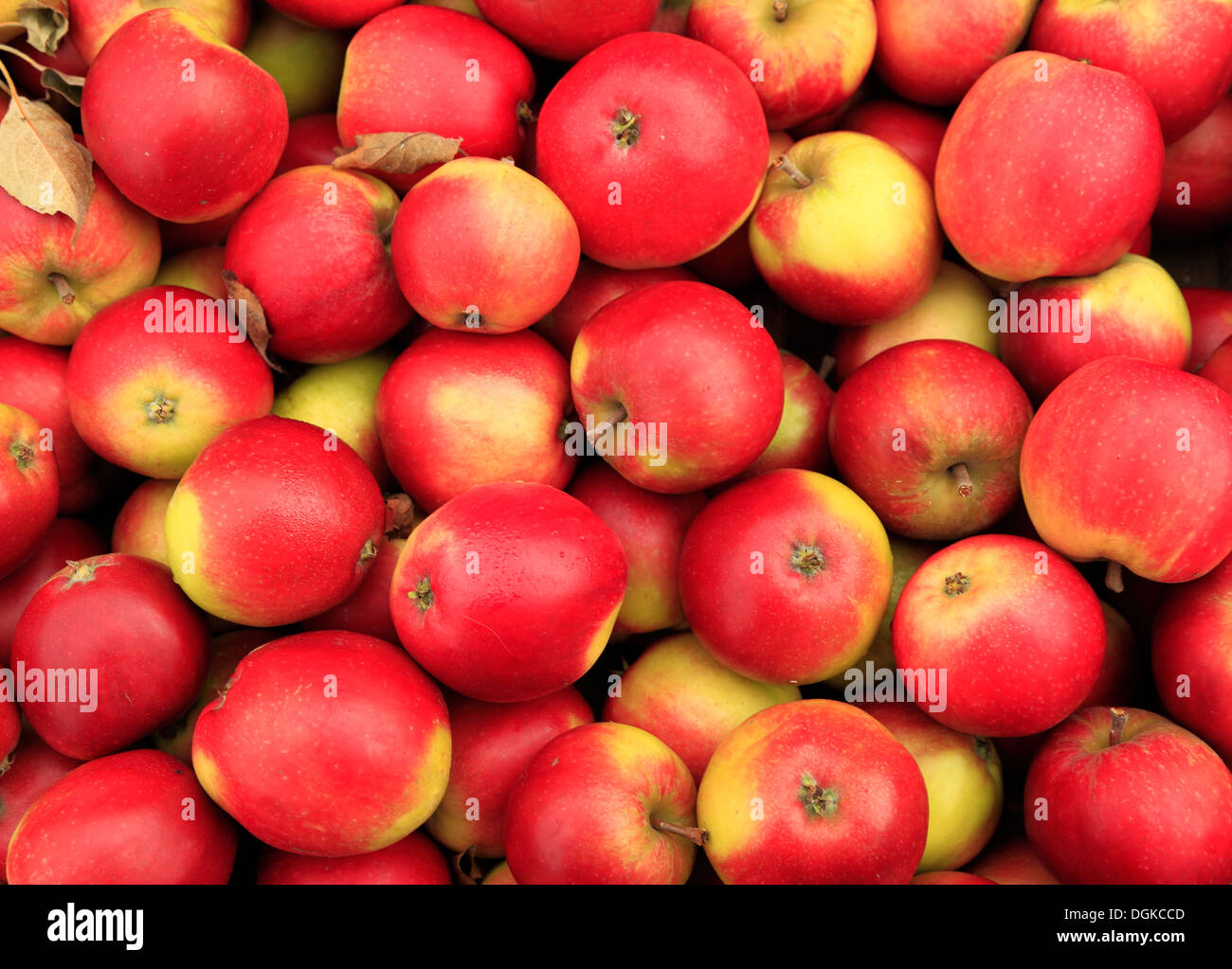 Apple "Worcester Pearmain', Bauernhof-Schaufenster, nahm geernteten Äpfel Tablett, verschiedene Sorten benannt Stockfoto