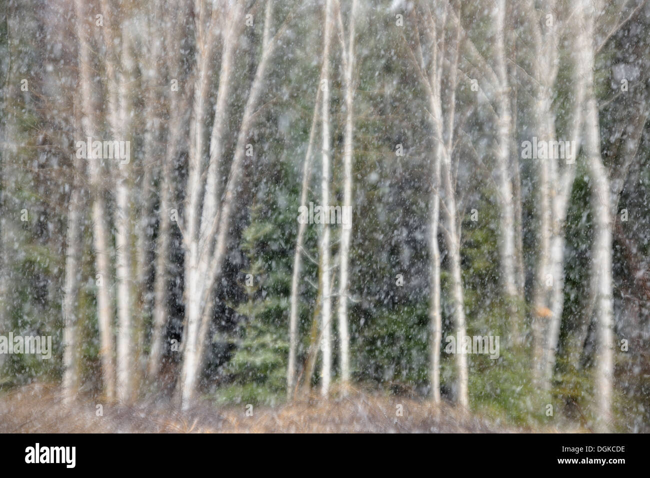 Zeitigen Frühjahr Schneesturm und Wald Bäume Birke und Fichte Greater Sudbury Ontario Kanada Stockfoto