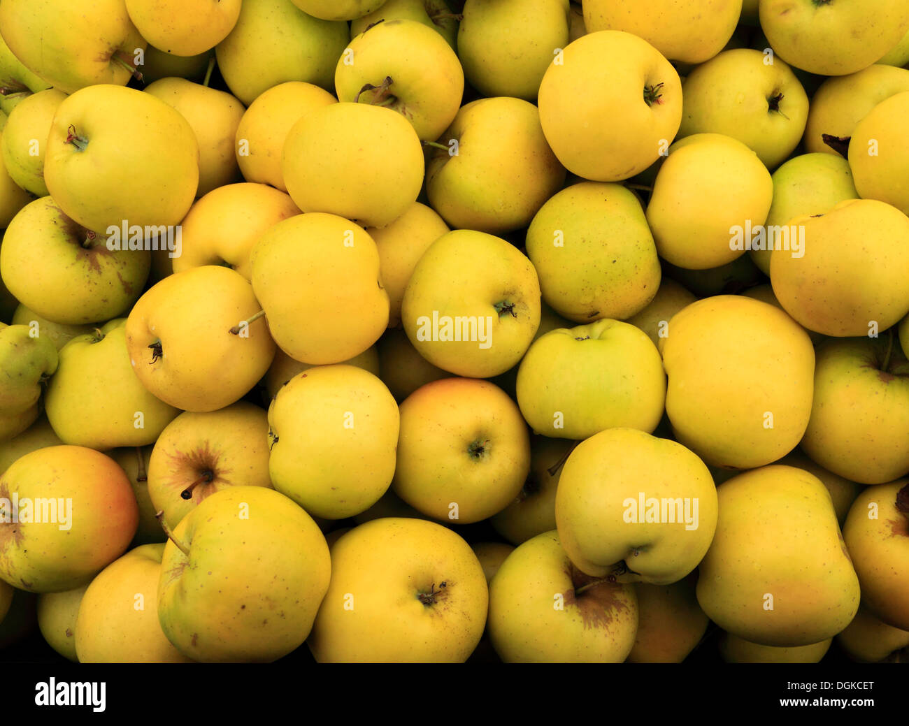 Apple "Greensleeves" Bauernhof-Schaufenster, nahm geernteten Äpfel Tablett Stockfoto