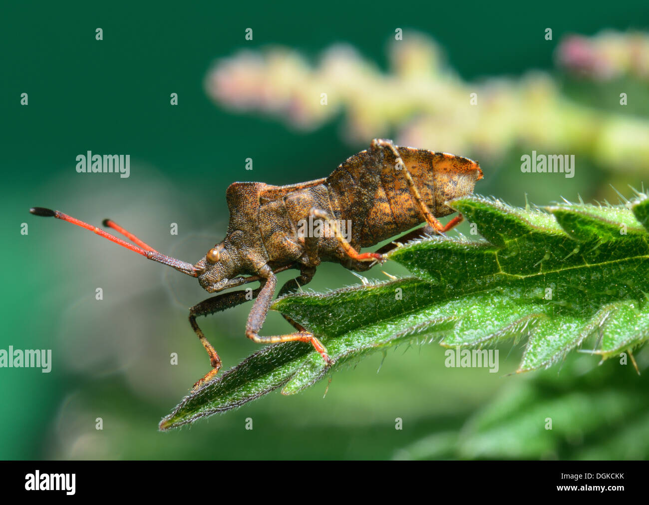 Dock Blatt Bug. Coreus Marginatus, auf einem Brennnessel-Blatt Stockfoto