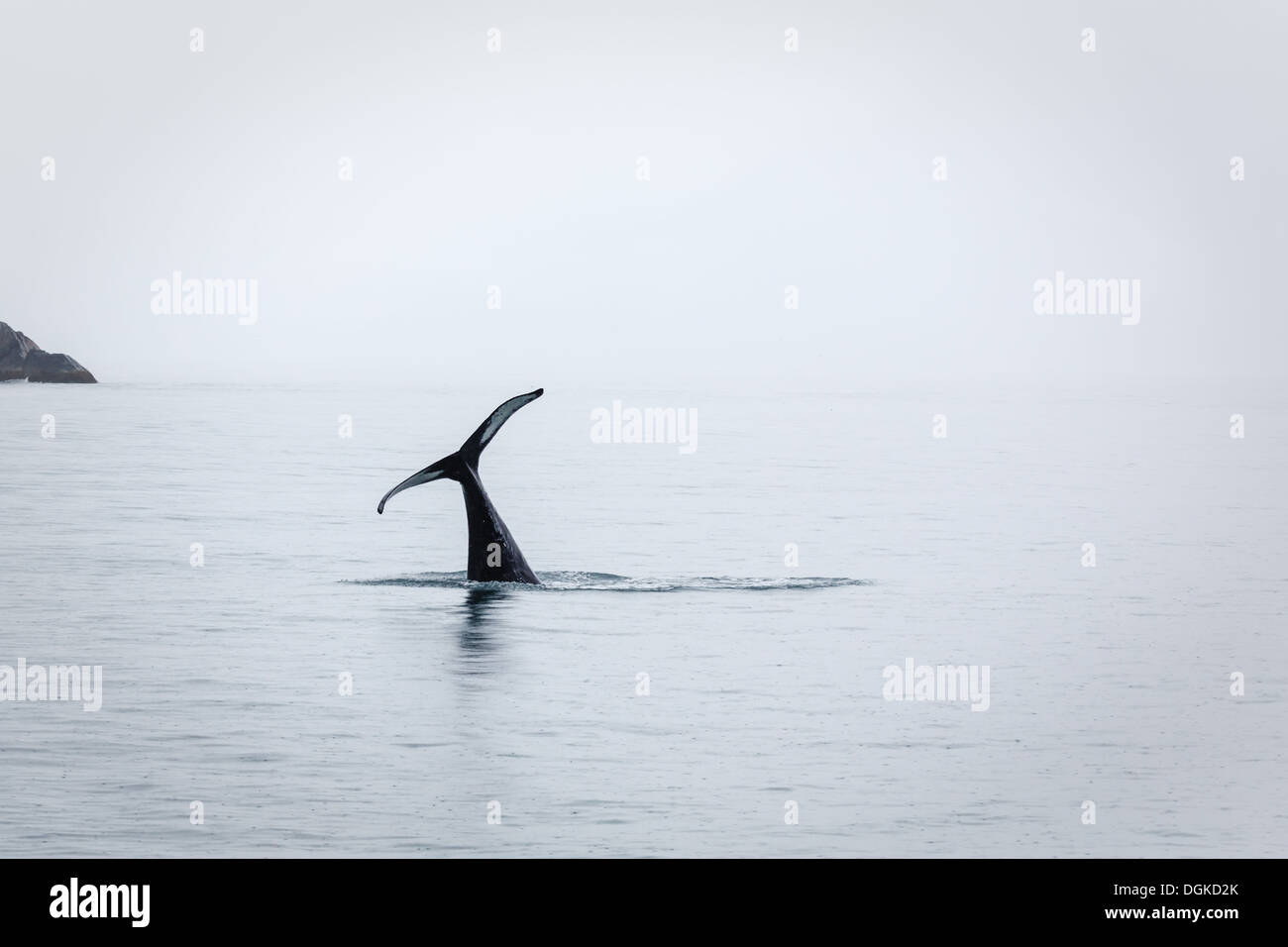 Nur der Schwanz bleibt übrig, als Orca- oder Killerwal verschwindet Stockfoto