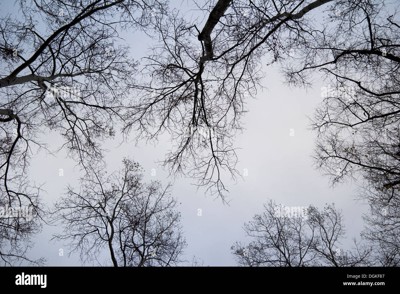 Niedrigen Winkel Ansicht Silhouette einer nackten winterliche Bäume Stockfoto