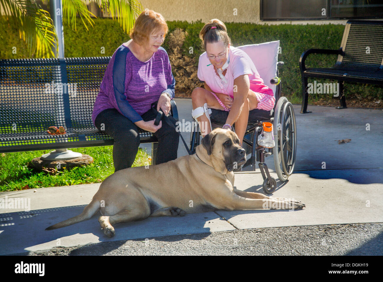 Ein Rollstuhl-Patienten an einer Reha-Klinik in Südkalifornien spielt mit einem ausgebildeten Mastiffhund Komfort. Stockfoto