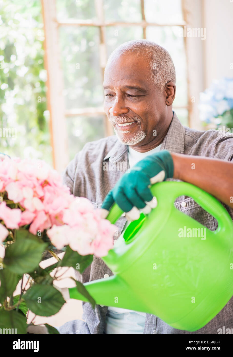 Porträt des Mannes Bewässerung Blumen im Gewächshaus Stockfoto