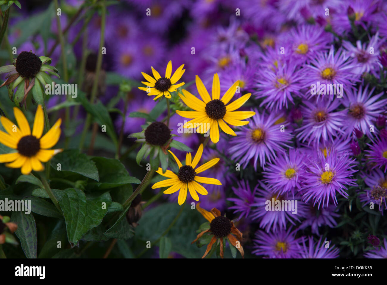 Blume, Aster, Garten, Herbst, Flora, lila, Farbe, bunt, Pflanze, Üppig, Eleganz, Natur, magentafarbene Michaelmas-Gänseblümchen Stockfoto