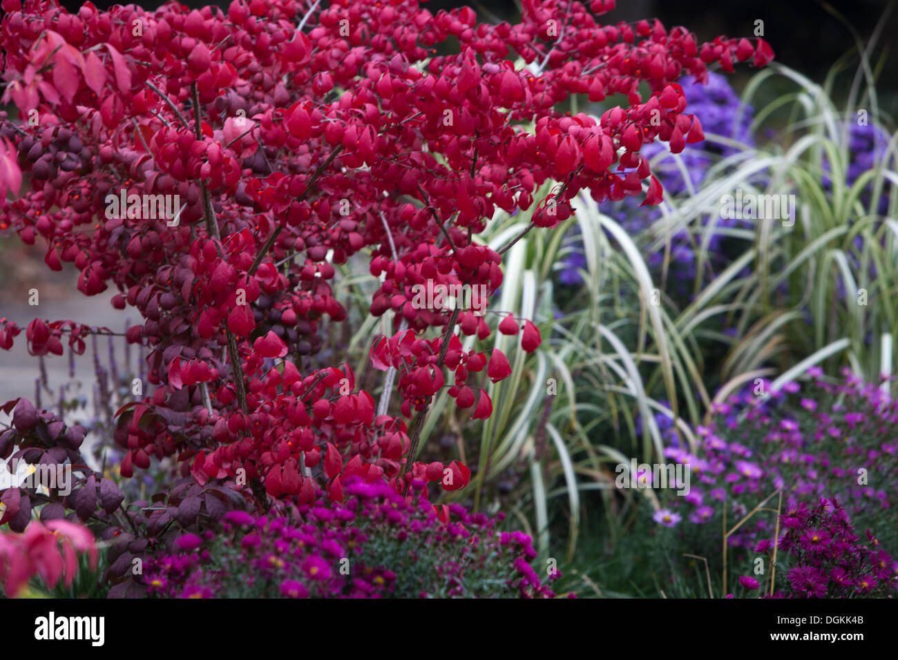 Brennende Busch, Euonymus alatus, Garten, Herbst Pflanze Stockfoto