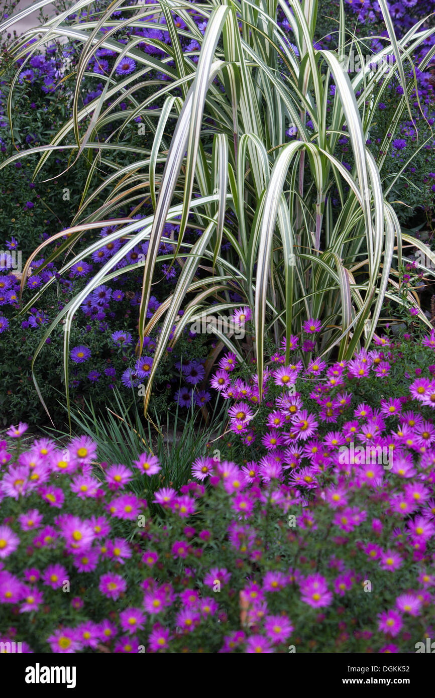 Aster, zebra Grass, Miscanthus Stockfoto