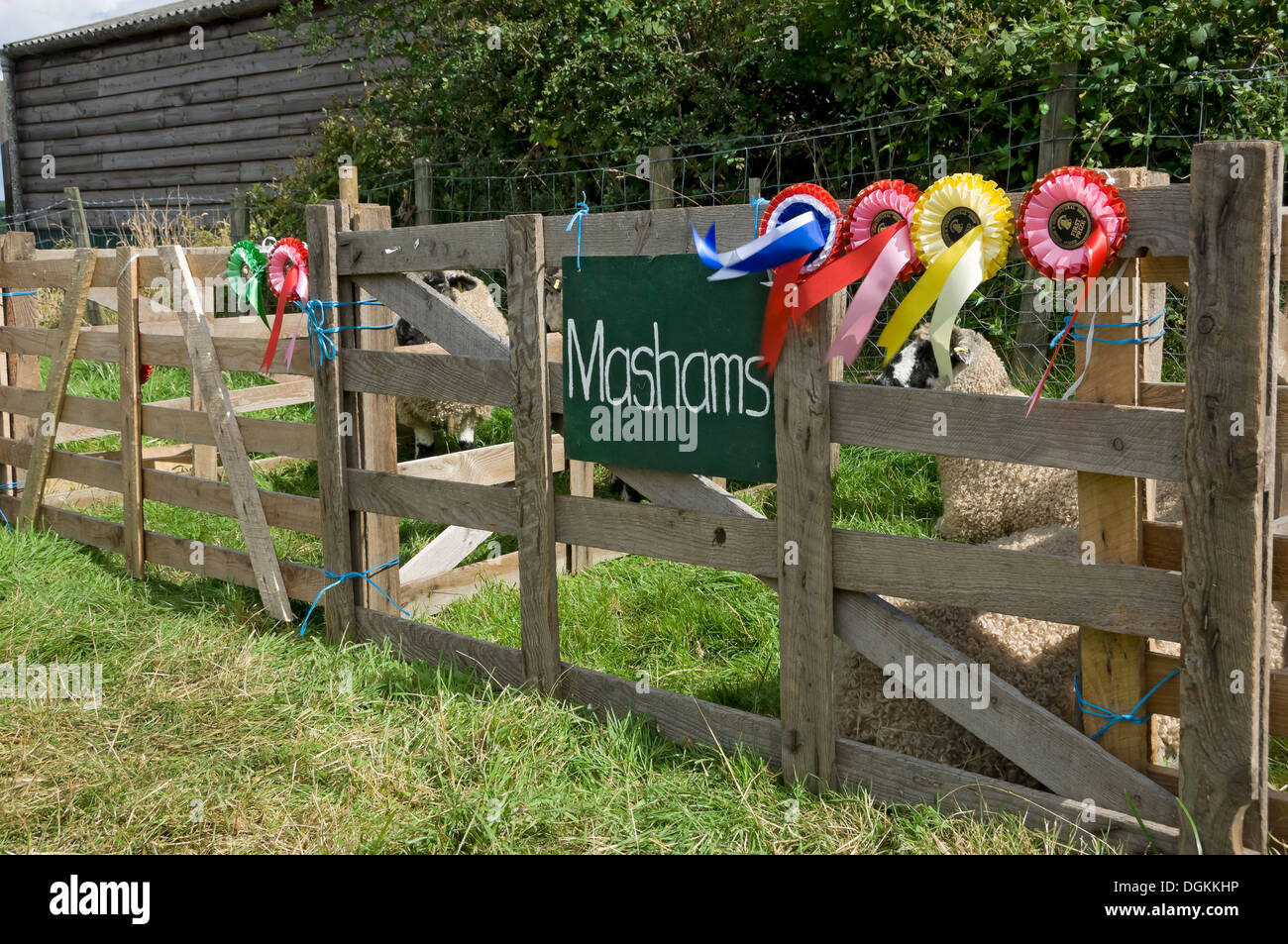 Preisgekrönte Masham Schafe in einen Stift im Egton Show in den North York Moors National Park. Stockfoto